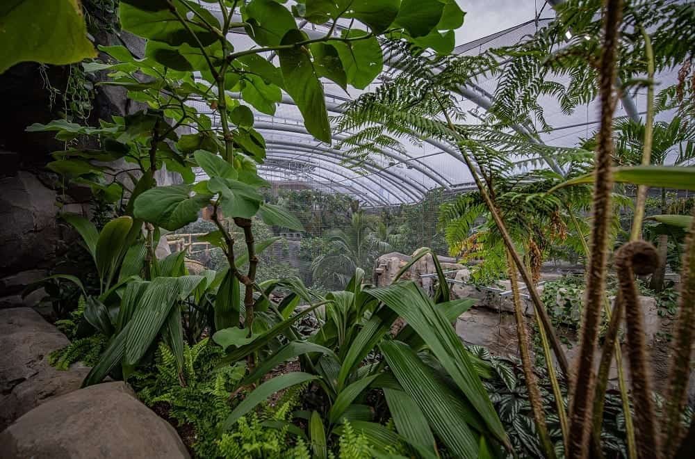 Chester Zoo's zoological building set to reopen