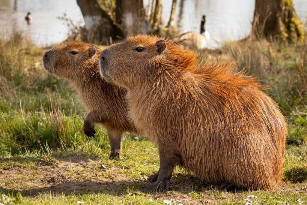 New rare animals and takeaway food pop-ups when Knowsley Safari re-opens this April