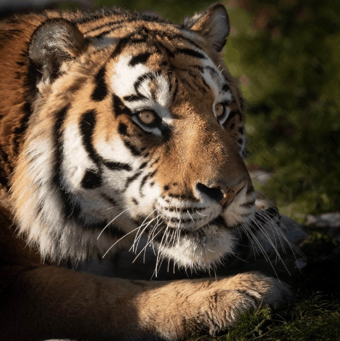 Knowsley Safari has a new resident ahead of reopening - Explore Liverpool