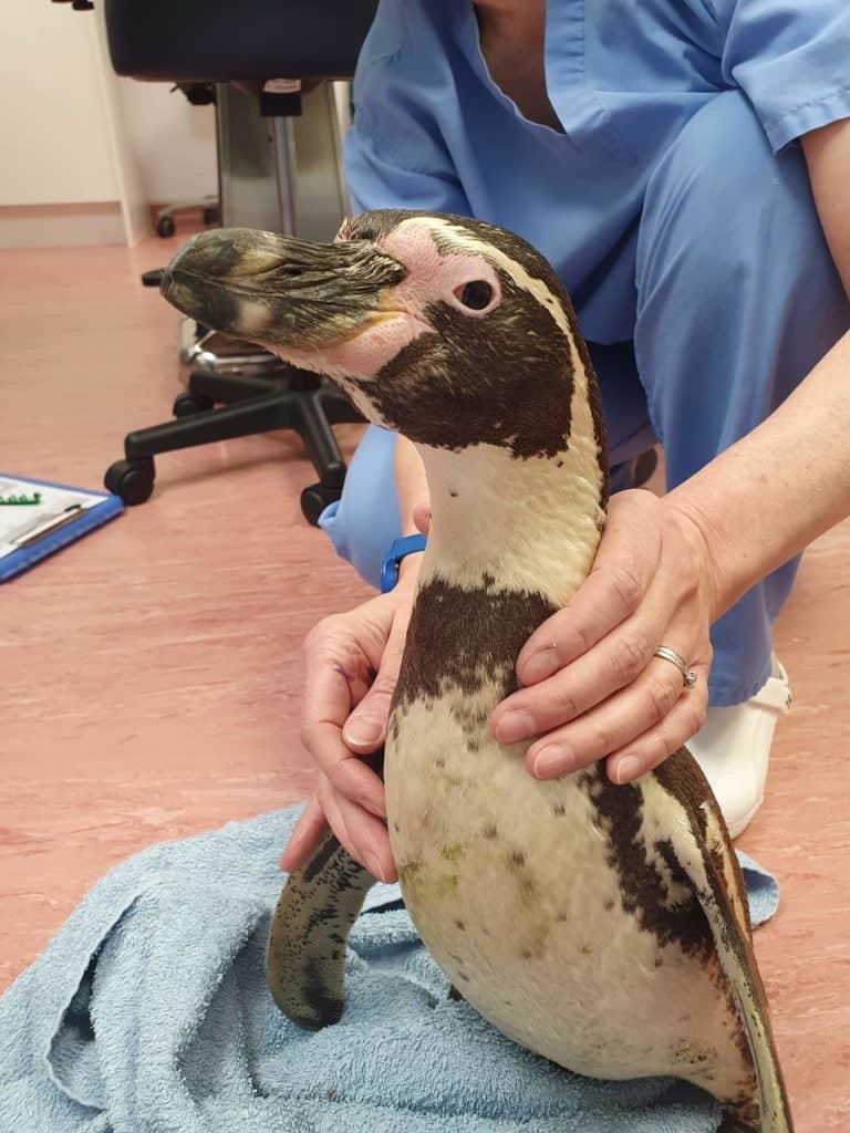 Penguin at Chester Zoo receives sight-saving surgery