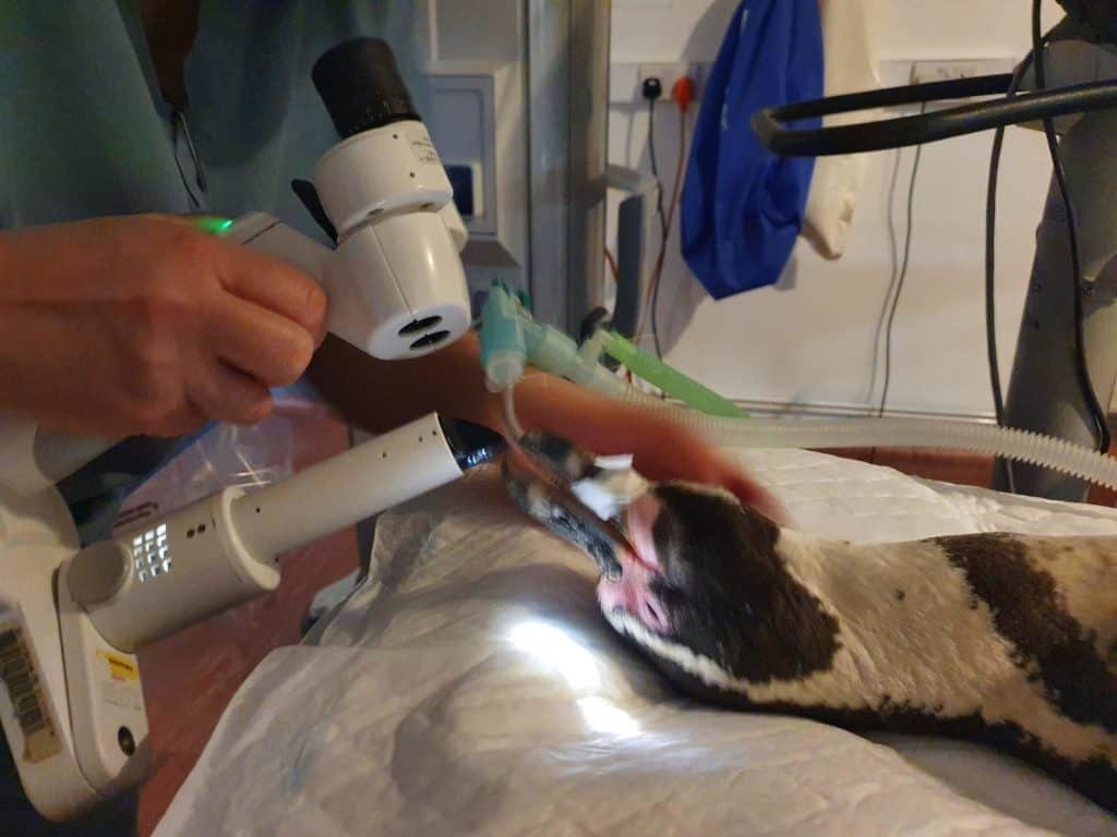 Penguin at Chester Zoo receives sight-saving surgery