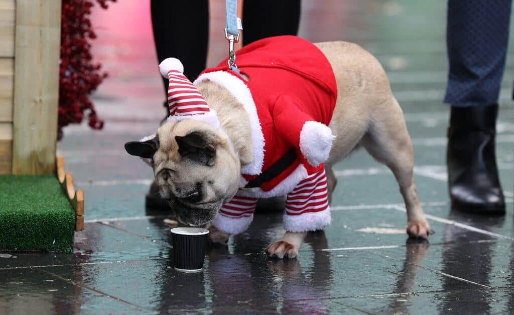 Doggy grotto arrives at Liverpool ONE for your beloved pooches